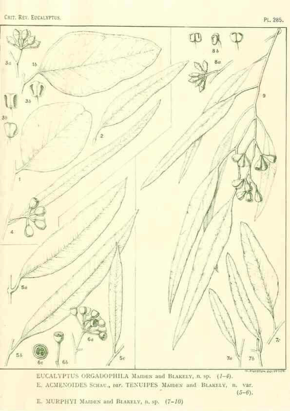 Reproducción/Reproduction 47010363422: A critical revision of the genus Eucalyptus,. Sydney,Gullick,1903-33.. 