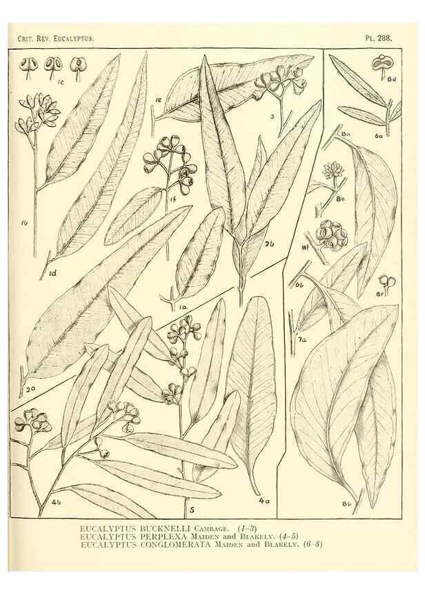 Reproducción/Reproduction 46338933014: A critical revision of the genus Eucalyptus,. Sydney,Gullick,1903-33.. 