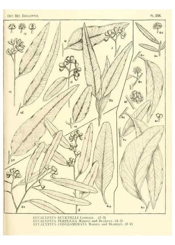 Reproducción/Reproduction 46338933014: A critical revision of the genus Eucalyptus,. Sydney,Gullick,1903-33.. 
