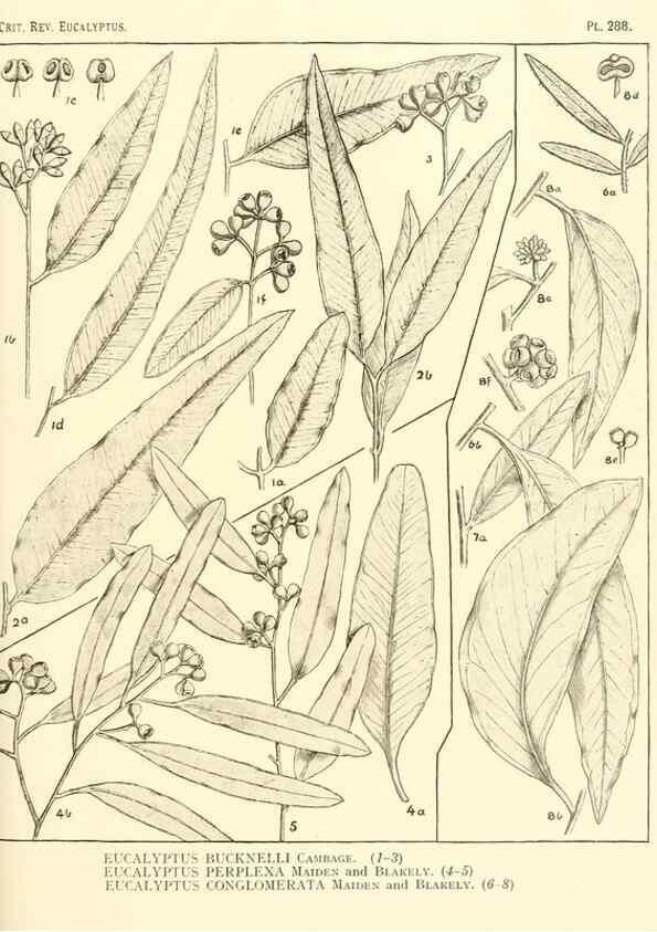 Reproducción/Reproduction 46338933014: A critical revision of the genus Eucalyptus,. Sydney,Gullick,1903-33.. 