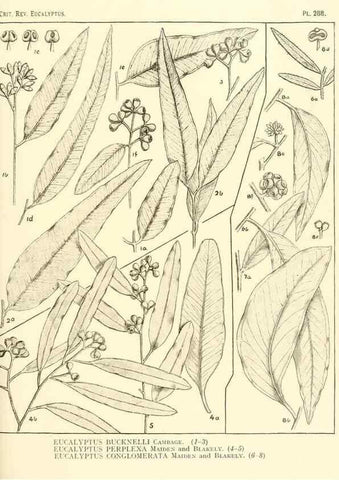 Reproducción/Reproduction 46338933014: A critical revision of the genus Eucalyptus,. Sydney,Gullick,1903-33.. 