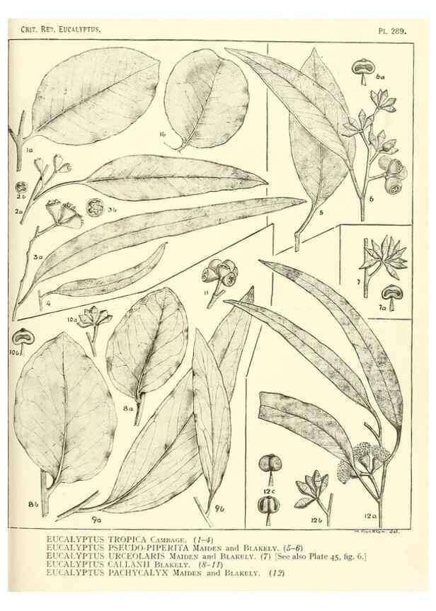 Reproducción/Reproduction 33187661768: A critical revision of the genus Eucalyptus,. Sydney,Gullick,1903-33.. 