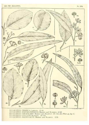 Reproducción/Reproduction 33187661768: A critical revision of the genus Eucalyptus,. Sydney,Gullick,1903-33.. 