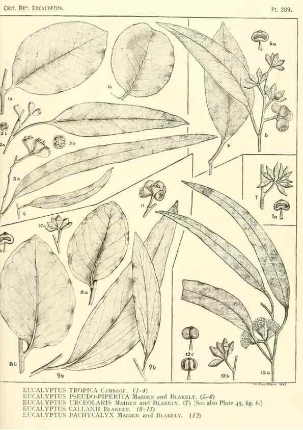 Reproducción/Reproduction 33187661768: A critical revision of the genus Eucalyptus,. Sydney,Gullick,1903-33.. 