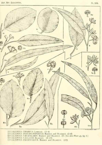 Reproducción/Reproduction 33187661768: A critical revision of the genus Eucalyptus,. Sydney,Gullick,1903-33.. 
