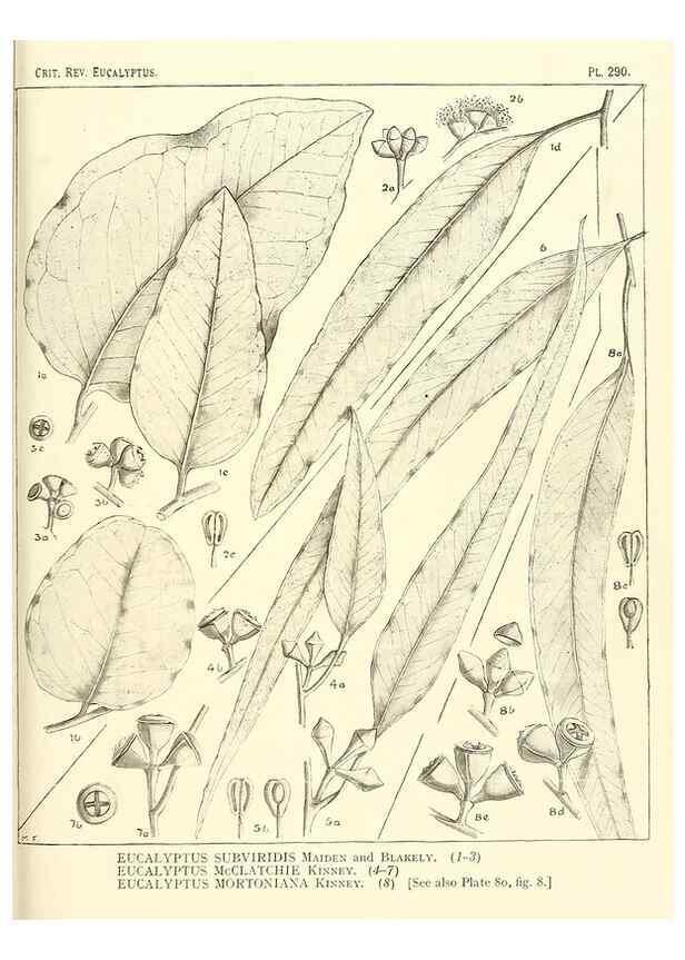 Reproducción/Reproduction 46338934264: A critical revision of the genus Eucalyptus,. Sydney,Gullick,1903-33.. 