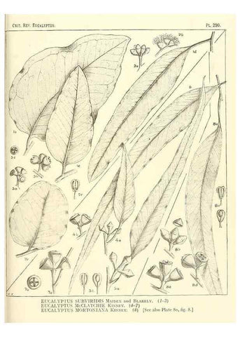 Reproducción/Reproduction 46338934264: A critical revision of the genus Eucalyptus,. Sydney,Gullick,1903-33.. 