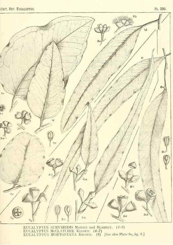 Reproducción/Reproduction 46338934264: A critical revision of the genus Eucalyptus,. Sydney,Gullick,1903-33.. 
