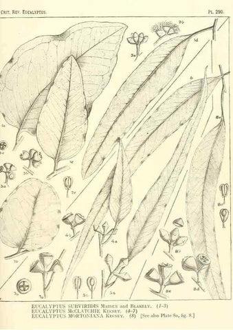 Reproducción/Reproduction 46338934264: A critical revision of the genus Eucalyptus,. Sydney,Gullick,1903-33.. 