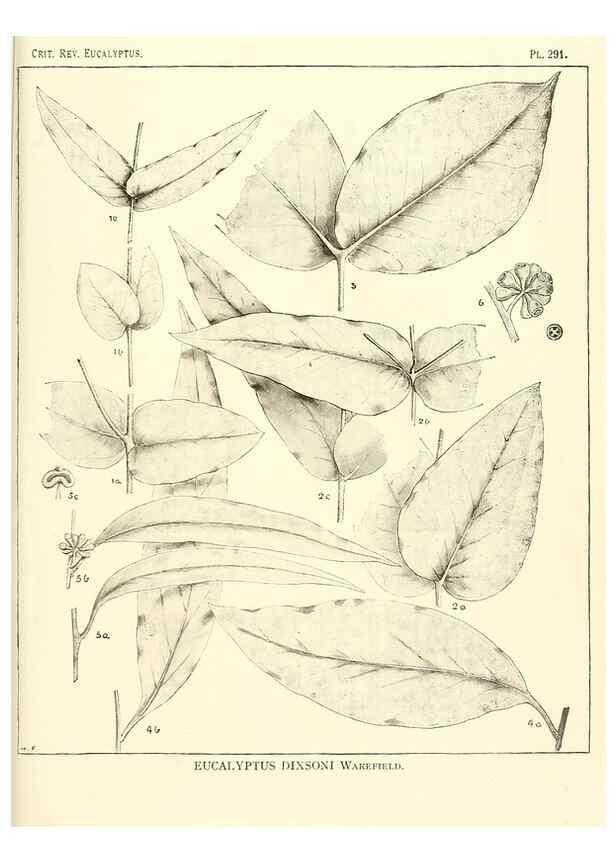 Reproducción/Reproduction 47062871641: A critical revision of the genus Eucalyptus,. Sydney,Gullick,1903-33.. 