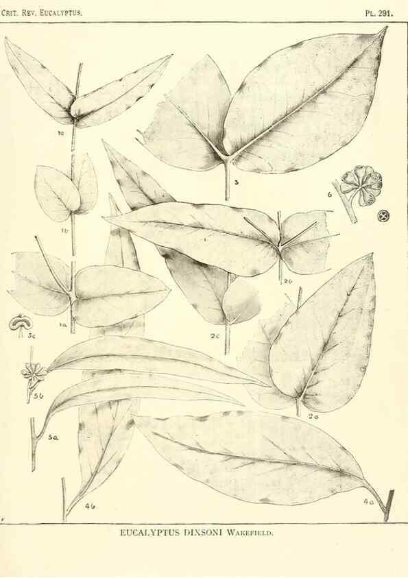 Reproducción/Reproduction 47062871641: A critical revision of the genus Eucalyptus,. Sydney,Gullick,1903-33.. 