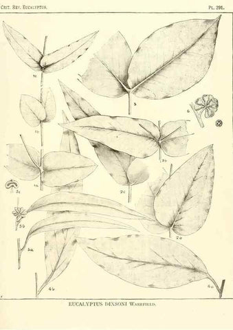 Reproducción/Reproduction 47062871641: A critical revision of the genus Eucalyptus,. Sydney,Gullick,1903-33.. 