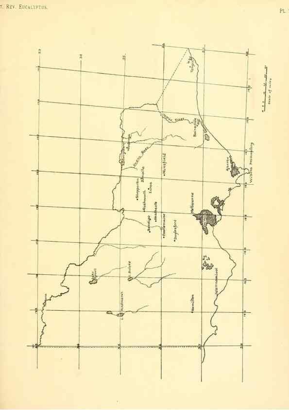 Reproducción/Reproduction 46338937314: A critical revision of the genus Eucalyptus,. Sydney,Gullick,1903-33.. 