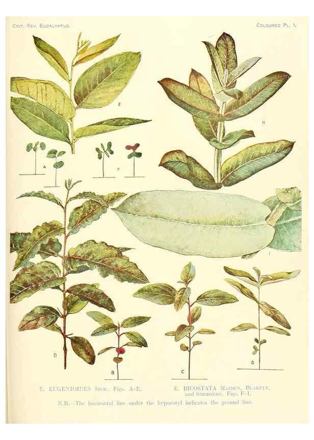 Reproducción/Reproduction 33187665438: A critical revision of the genus Eucalyptus,. Sydney,Gullick,1903-33.. 