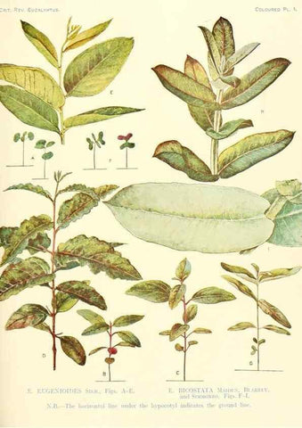 Reproducción/Reproduction 33187665438: A critical revision of the genus Eucalyptus,. Sydney,Gullick,1903-33.. 