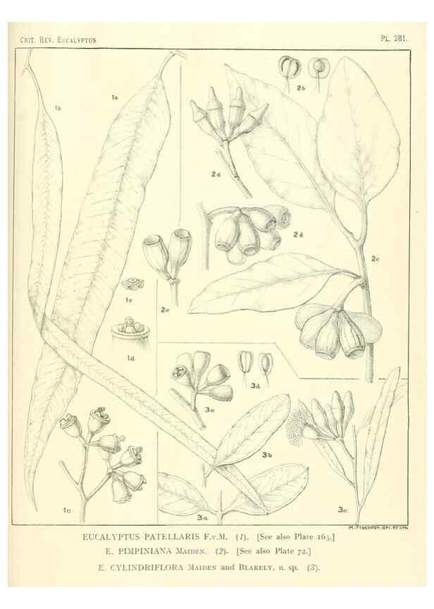 Reproducción/Reproduction 46338697124: A critical revision of the genus Eucalyptus,. Sydney,Gullick,1903-33.. 