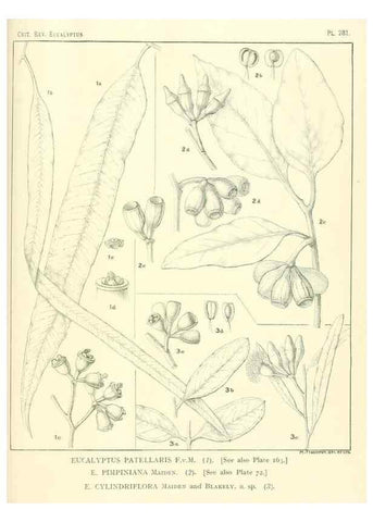 Reproducción/Reproduction 46338697124: A critical revision of the genus Eucalyptus,. Sydney,Gullick,1903-33.. 