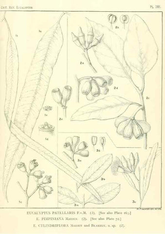 Reproducción/Reproduction 46338697124: A critical revision of the genus Eucalyptus,. Sydney,Gullick,1903-33.. 