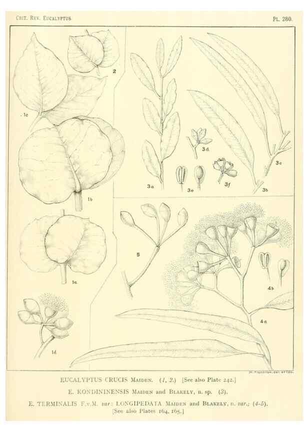 Reproducción/Reproduction 47010359422: A critical revision of the genus Eucalyptus,. Sydney,Gullick,1903-33.. 