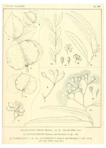 Reproducción/Reproduction 47010359422: A critical revision of the genus Eucalyptus,. Sydney,Gullick,1903-33.. 