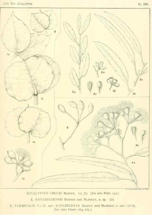 Reproducción/Reproduction 47010359422: A critical revision of the genus Eucalyptus,. Sydney,Gullick,1903-33.. 