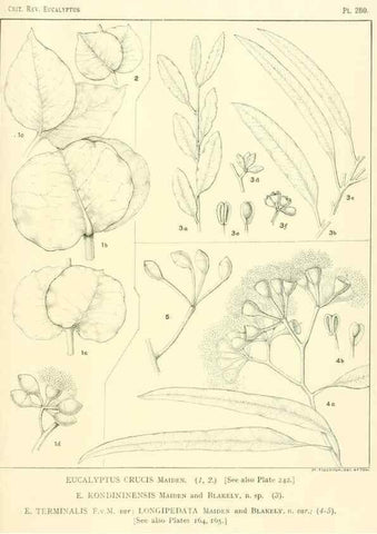 Reproducción/Reproduction 47010359422: A critical revision of the genus Eucalyptus,. Sydney,Gullick,1903-33.. 