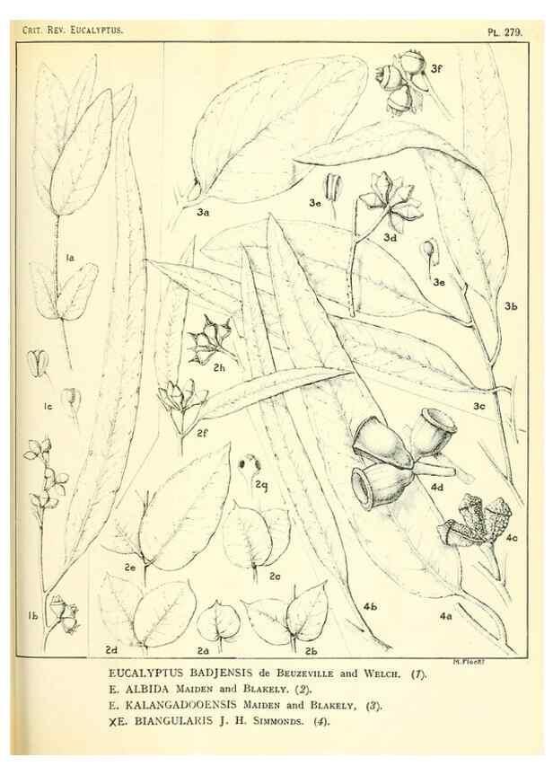 Reproducción/Reproduction 46148904625: A critical revision of the genus Eucalyptus,. Sydney,Gullick,1903-33.. 