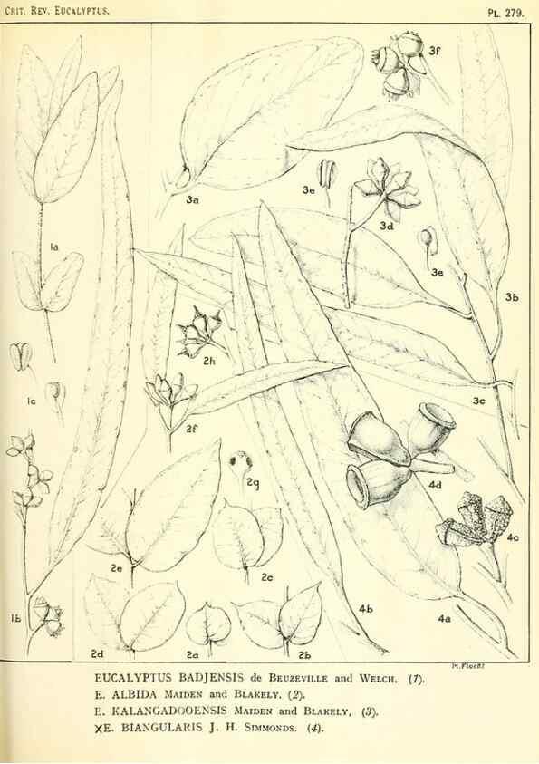Reproducción/Reproduction 46148904625: A critical revision of the genus Eucalyptus,. Sydney,Gullick,1903-33.. 