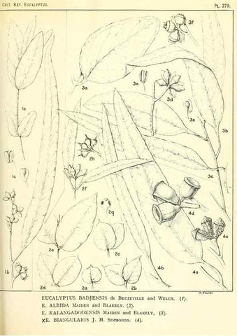 Reproducción/Reproduction 46148904625: A critical revision of the genus Eucalyptus,. Sydney,Gullick,1903-33.. 