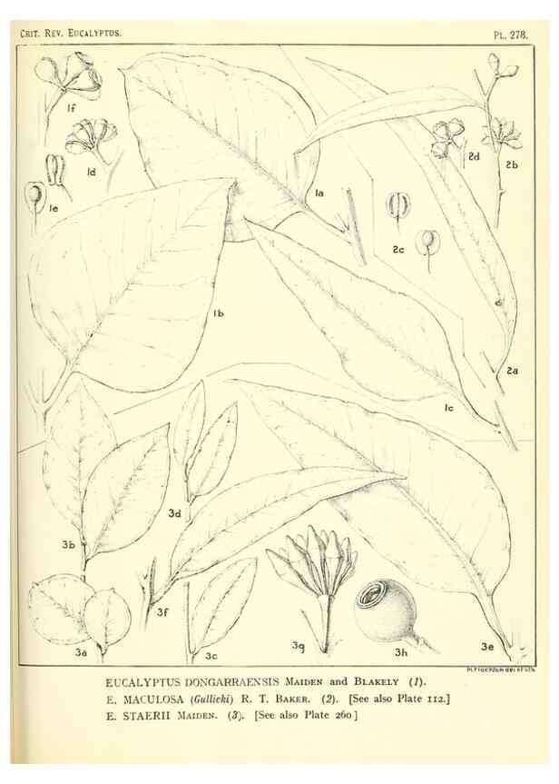 Reproducción/Reproduction 33187438898: A critical revision of the genus Eucalyptus,. Sydney,Gullick,1903-33.. 