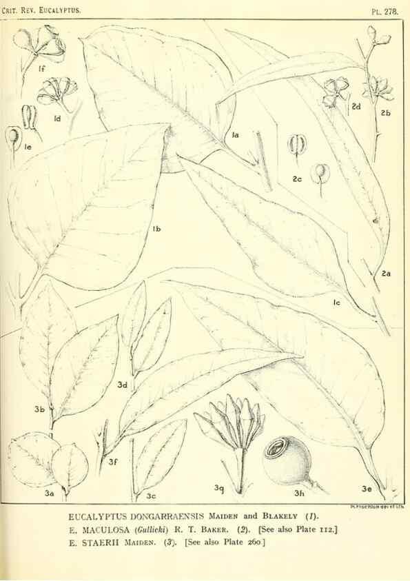 Reproducción/Reproduction 33187438898: A critical revision of the genus Eucalyptus,. Sydney,Gullick,1903-33.. 