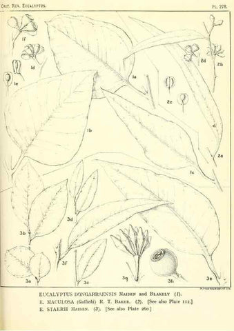 Reproducción/Reproduction 33187438898: A critical revision of the genus Eucalyptus,. Sydney,Gullick,1903-33.. 