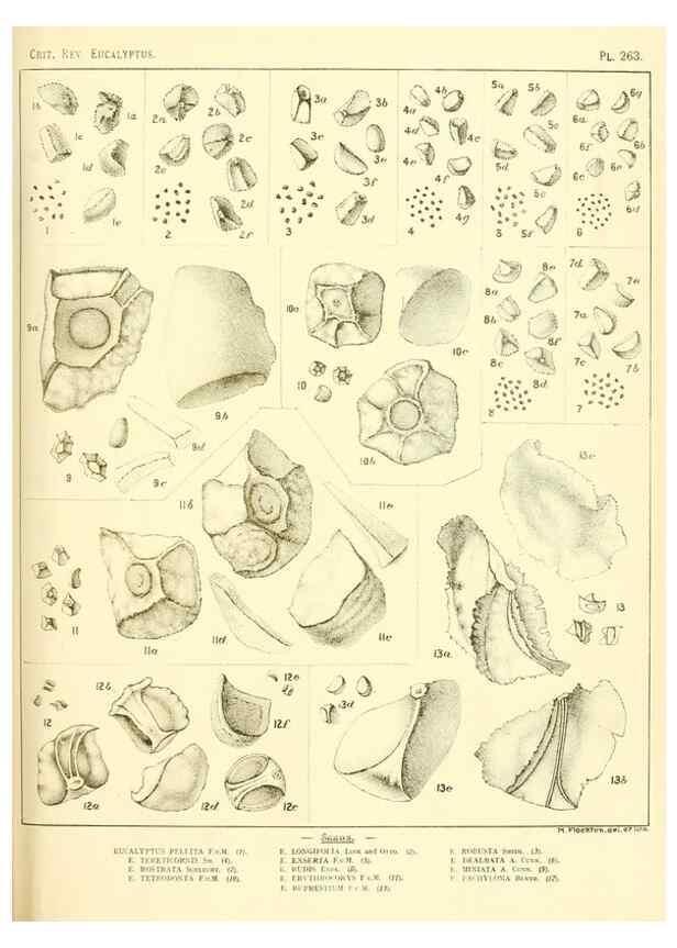 Reproducción/Reproduction 40097734723: A critical revision of the genus Eucalyptus,. Sydney,Gullick,1903-33.. 
