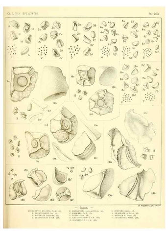 Reproducción/Reproduction 40097734723: A critical revision of the genus Eucalyptus,. Sydney,Gullick,1903-33.. 