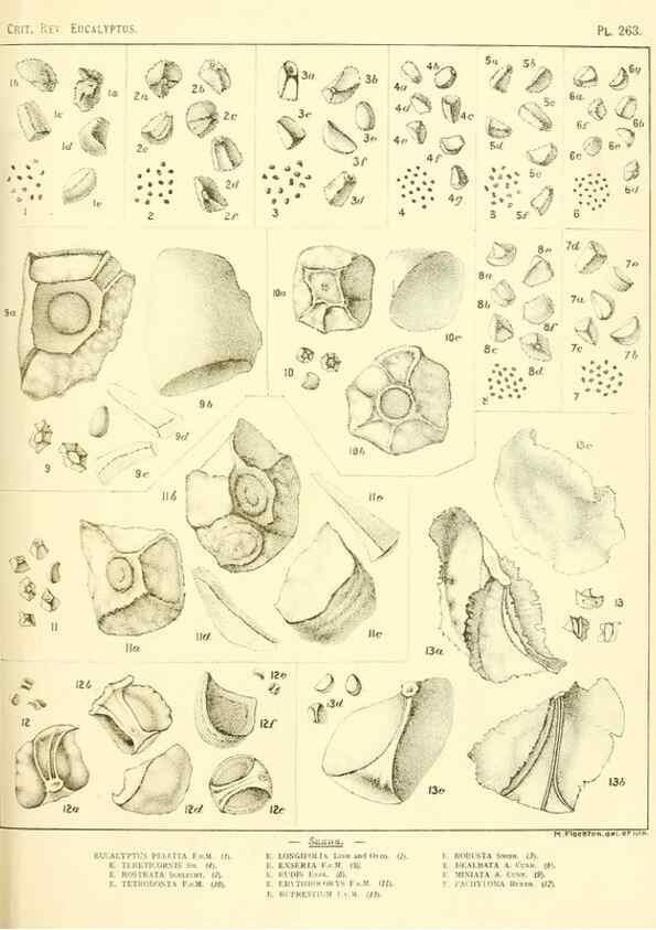Reproducción/Reproduction 40097734723: A critical revision of the genus Eucalyptus,. Sydney,Gullick,1903-33.. 