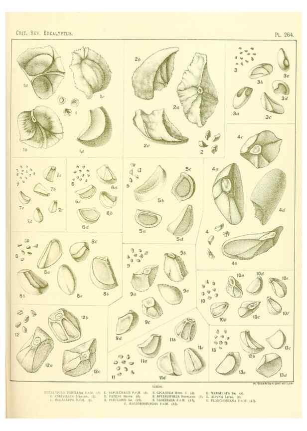 Reproducción/Reproduction 47010343852: A critical revision of the genus Eucalyptus,. Sydney,Gullick,1903-33.. 