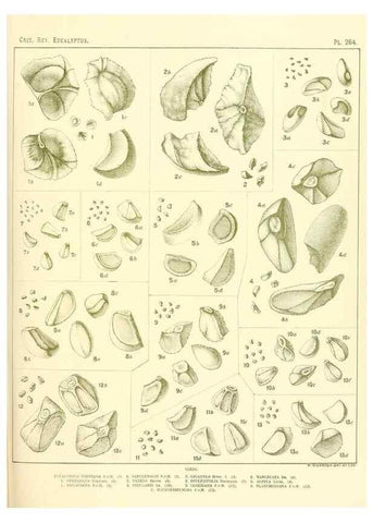 Reproducción/Reproduction 47010343852: A critical revision of the genus Eucalyptus,. Sydney,Gullick,1903-33.. 