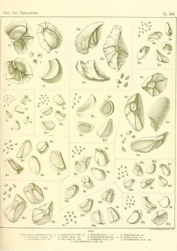 Reproducción/Reproduction 47010343852: A critical revision of the genus Eucalyptus,. Sydney,Gullick,1903-33.. 
