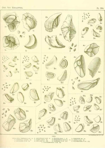 Reproducción/Reproduction 47010343852: A critical revision of the genus Eucalyptus,. Sydney,Gullick,1903-33.. 