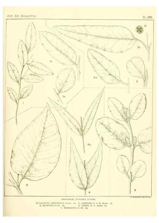 Reproducción/Reproduction 47062633251: A critical revision of the genus Eucalyptus,. Sydney,Gullick,1903-33.. 