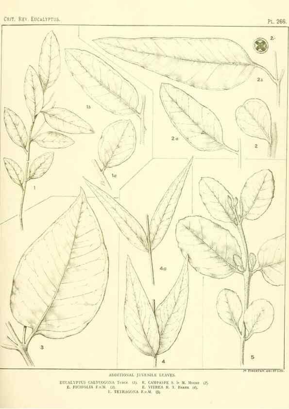 Reproducción/Reproduction 47062633251: A critical revision of the genus Eucalyptus,. Sydney,Gullick,1903-33.. 