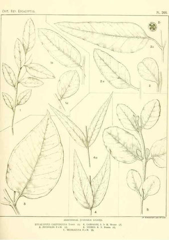 Reproducción/Reproduction 47062633251: A critical revision of the genus Eucalyptus,. Sydney,Gullick,1903-33.. 