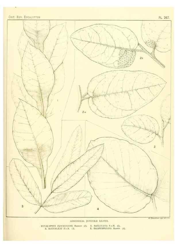 Reproducción/Reproduction 47010345872: A critical revision of the genus Eucalyptus,. Sydney,Gullick,1903-33.. 