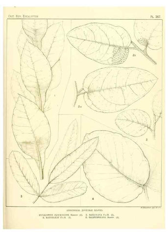 Reproducción/Reproduction 47010345872: A critical revision of the genus Eucalyptus,. Sydney,Gullick,1903-33.. 