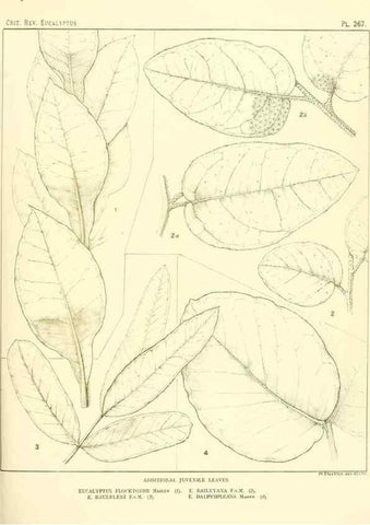Reproducción/Reproduction 47010345872: A critical revision of the genus Eucalyptus,. Sydney,Gullick,1903-33.. 