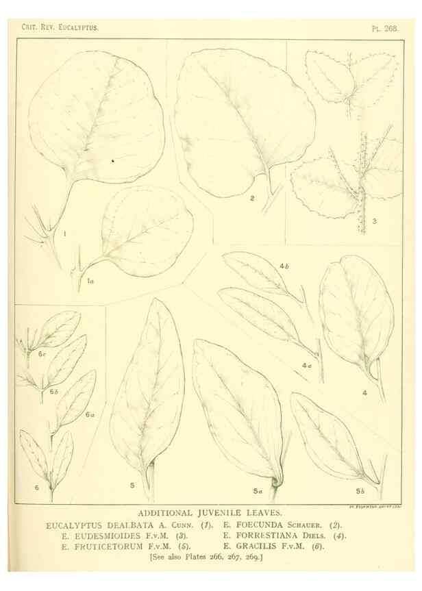 Reproducción/Reproduction 33187430438: A critical revision of the genus Eucalyptus,. Sydney,Gullick,1903-33.. 