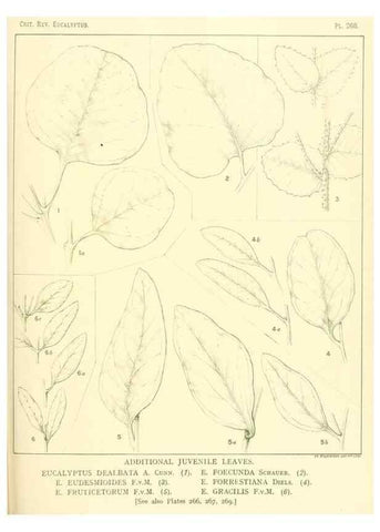 Reproducción/Reproduction 33187430438: A critical revision of the genus Eucalyptus,. Sydney,Gullick,1903-33.. 