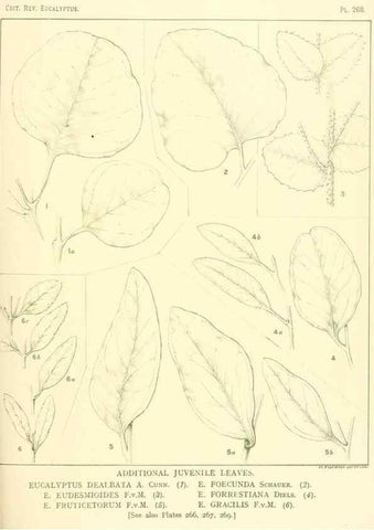 Reproducción/Reproduction 33187430438: A critical revision of the genus Eucalyptus,. Sydney,Gullick,1903-33.. 