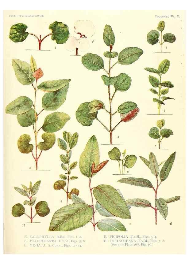 Reproducción/Reproduction 46338940084: A critical revision of the genus Eucalyptus,. Sydney,Gullick,1903-33.. 
