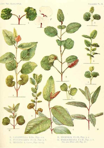 Reproducción/Reproduction 46338940084: A critical revision of the genus Eucalyptus,. Sydney,Gullick,1903-33.. 